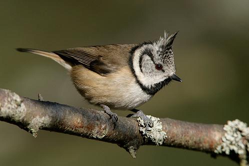 Lophophanes cristatus